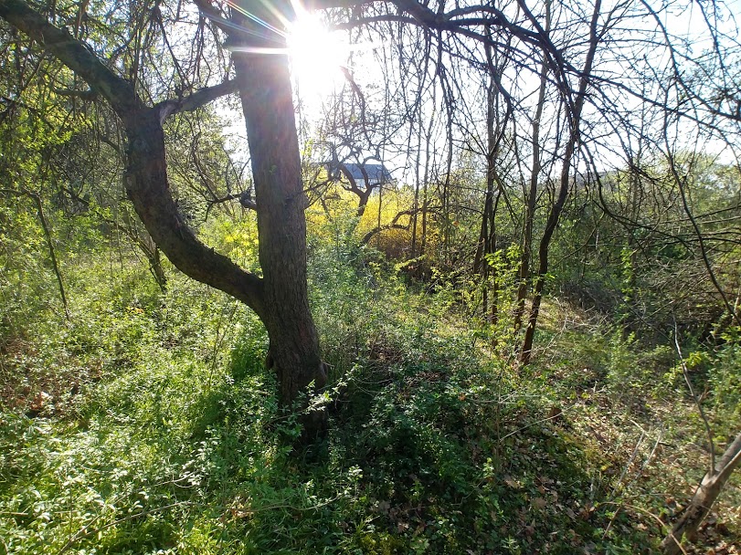 Pozemek zahrady před začátkem prací